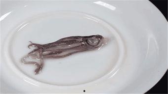 海兔怎么清洗视频,轻松掌握海洋生物清洁技巧