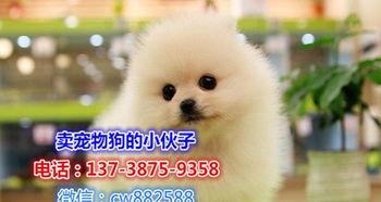 球形博美视频,视频中的可爱瞬间集锦