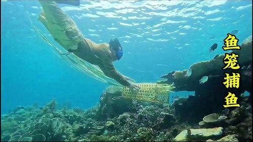 捕鱼笼捕鱼视频,渔获满载的惊喜瞬间