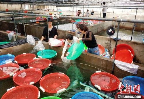 虎斑乌贼养殖视频